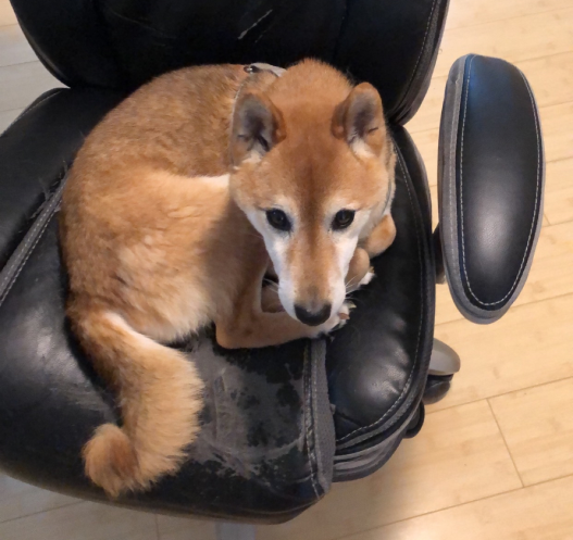 My dog sleeping in my chair